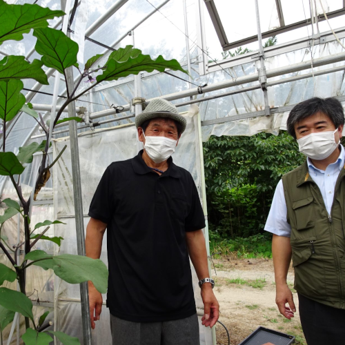 "皆さんのfieldである「農園」へと移行する。 佐藤静雄さんのナス栽培のビニールハウス。その日の分の収穫が終わった後だったが、残っているナスを生のまま試食させていただく。みずみずしくて、そしてえぐみが殆どなく、さらに甘いのだ。Lサイズの大きなナスである。デパートなどにも依頼されて卸している、立派な風貌と味だ。"